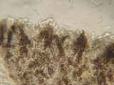 Belonopsis graminea image