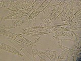 Belonopsis graminea image