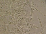 Belonopsis graminea image