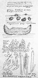 Belonopsis graminea image
