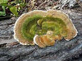 Funalia polyzona image