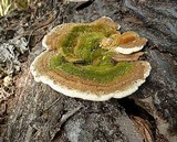 Funalia polyzona image