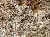 Funalia polyzona image
