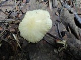 Marasmius delectans image