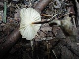 Marasmius delectans image