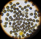 Parasola schroeteri image