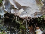 Peltigera praetextata image