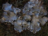 Peltigera praetextata image
