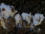 Peltigera praetextata image