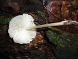 Mycena galericulata image