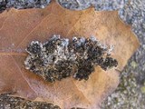 Physconia grisea image