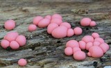 Lycogala epidendrum image