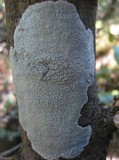 Varicellaria velata image