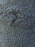 Varicellaria velata image