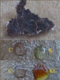 Varicellaria velata image