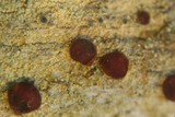 Ophioparma rubricosa image