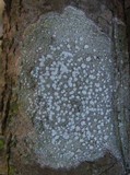 Pertusaria amara f. amara image