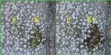 Pertusaria amara f. amara image