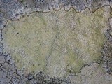 Pertusaria amarescens image