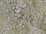 Pertusaria amarescens image