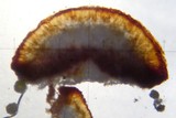 Ophioparma rubricosa image