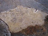 Pertusaria flavicans image