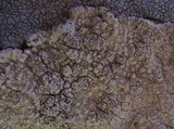 Pertusaria flavicans image