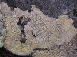 Pertusaria flavicans image