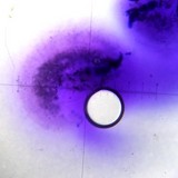 Ophioparma rubricosa image