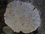 Pertusaria lactea image