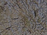 Pertusaria lactea image
