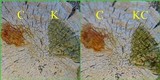 Pertusaria lactea image