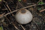 Agaricus placomyces image