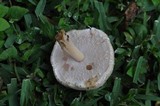 Agaricus placomyces image