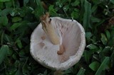 Agaricus placomyces image