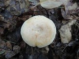 Lactarius chrysorrheus image