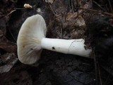 Lactarius chrysorrheus image