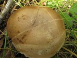 Leccinum montanum image