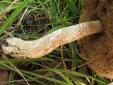 Leccinum montanum image