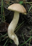 Leccinum montanum image