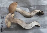 Leccinum montanum image
