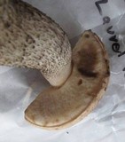 Leccinum montanum image