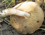 Leccinum montanum image