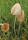 Conocybe apala image