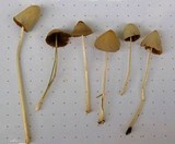 Conocybe apala image