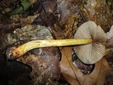 Cortinarius corrugatus image