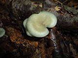 Clitocybe odora image