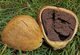 Scleroderma cepa image