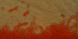 Gymnopus luxurians image