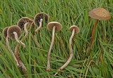 Panaeolus subbalteatus image